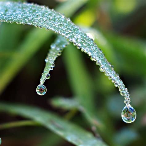 dewdrops photography|dew drop photos.